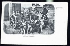 BRXELLES ATTELAGE CHIENS 