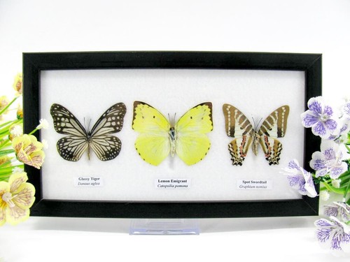 Vrais beaux papillons - 3,