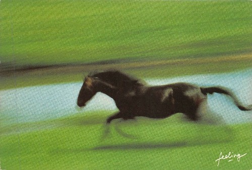 Crins cheval au galop - crins/5,