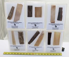 Véritables fragment de