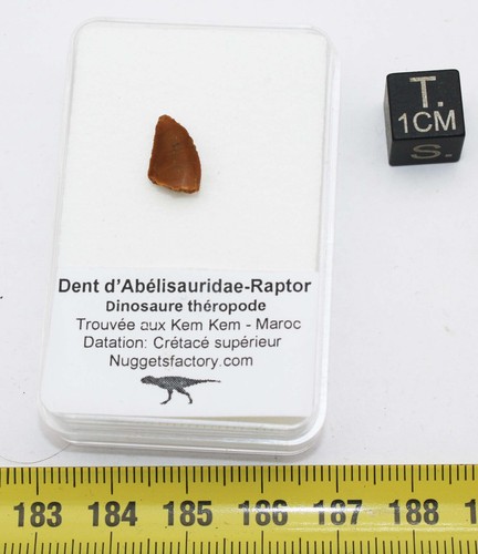 Dent dinosaure - de,