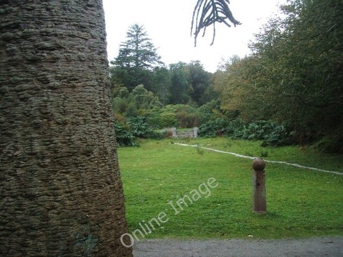 Photo 6x4 araucaria - 6x4, araucana