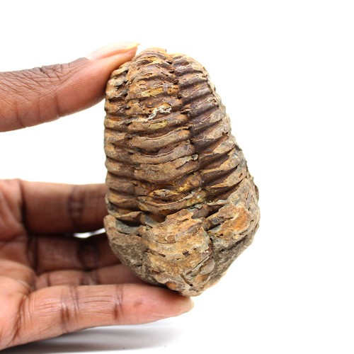 Trilobite fossile 95gr 75mm