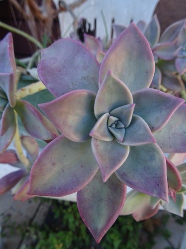 Lot succulente aéonium - ++,
