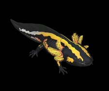 Fallout 76 - PC - Striped Axolotl