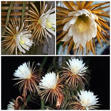30 graines de Selenicereus grandiflorus,plantes grasses, cactus seeds, F