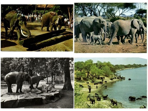 Elephant elephants animals - elephants,,