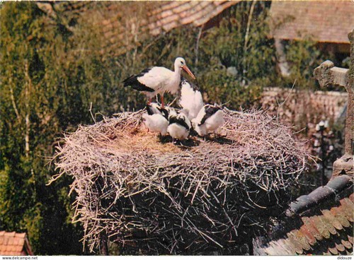 Carte postale animaux - postale,