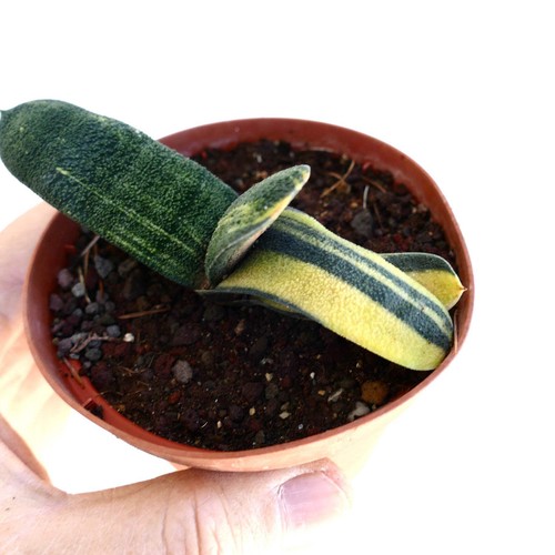 Gasteria batesiana variegated - gasteria,