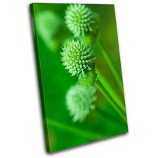 Plant Nature Natural Organic