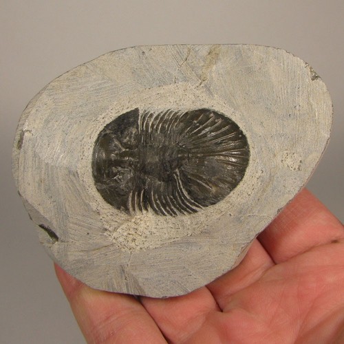 Scabriscutellum trilobite - scabriscutellum,