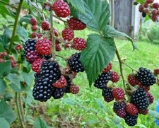 Mûre sans épines - -, rubus