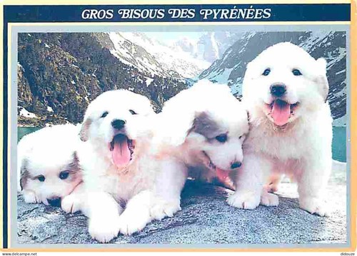 Carte postale animaux - postale,