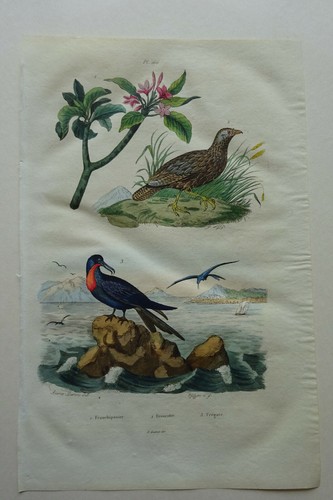 Gravure 1835 dictionnaire - 1835,