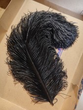 2 Belles plumes à chapeaux