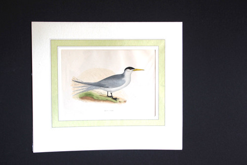 Gravure anglaise ancienne - , de