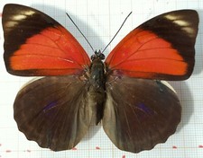 Agrias Claudina Sardanapalus