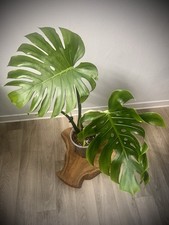 Monstera Deliciosa Albo large
