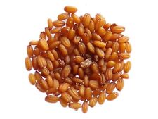 Bourse à Pasteur - Capsella