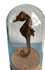 Hippocampe séché - "Cheval