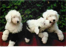 Carte Postale - Animaux -