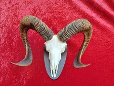 Mufflon - Trophée De Bois De
