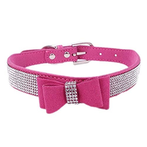 Collier pour chien avec