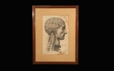 Lithographie écorché