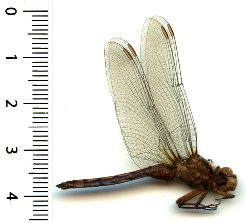 Odonata anisoptera - (rare),