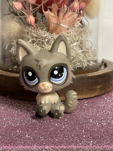 Petshop chat persan - 🌸petshop,