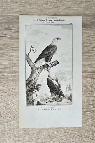 Ancienne lithographie oiseau