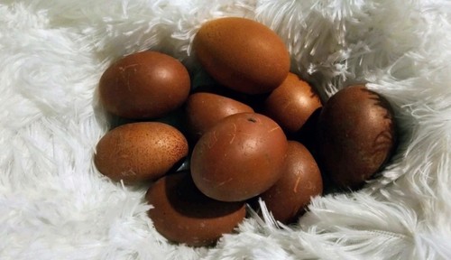 Hatching maran eggs - maran, 12