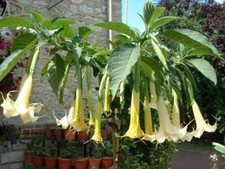 BRUGMANSIA GRAND MARNIER