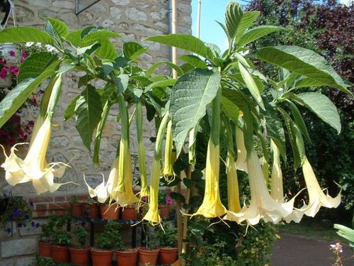 Brugmansia grand marnier - brugmansia,