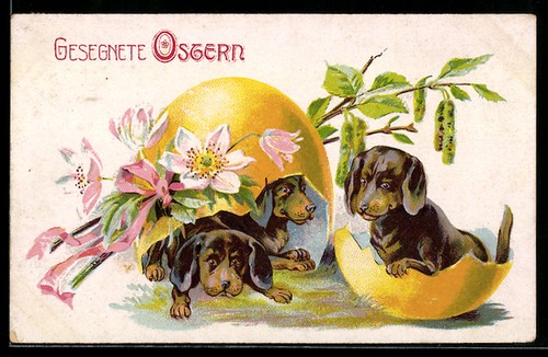 Chiot teckel avec - , coquilles