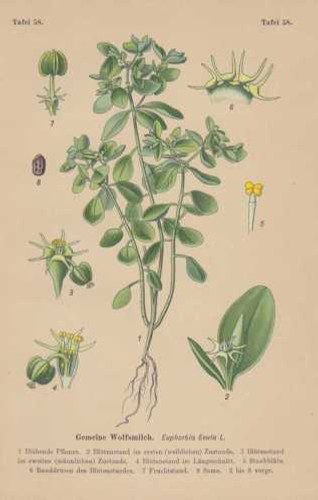 Euphorbia peplus figure - -,