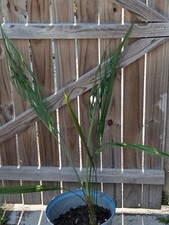 Butia  capitata - Pindo Palm -