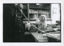 Photo Argentique Bureau Chien au Travail Téléphone Marseille Vers 1990