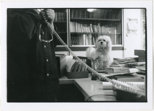 Photo argentique bureau - photo, chien
