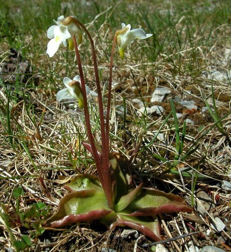 Pinguicula alpina plante - pinguicula,