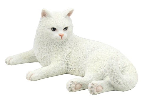 Inch british shorthair - 3/4,