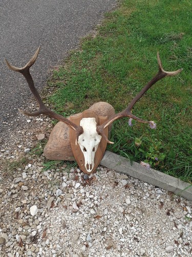 Massacre bois cerf - massacre,
