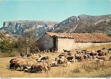 Carte Postale - Animaux -