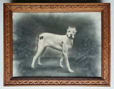 Tableau, ancienne photographie 19ème Chien Animalier dédicace à un Médecin 1900