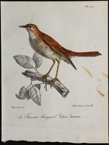 1830 rossignol philomèle - rossignol,