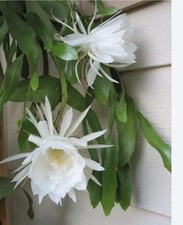 Epiphyllum oxypetalum XL