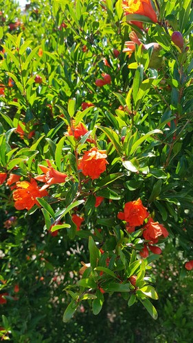 Punica granatum chico - granatum, /