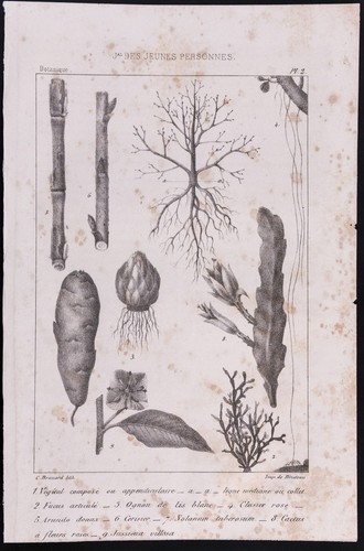 1840 botanique planche - -,