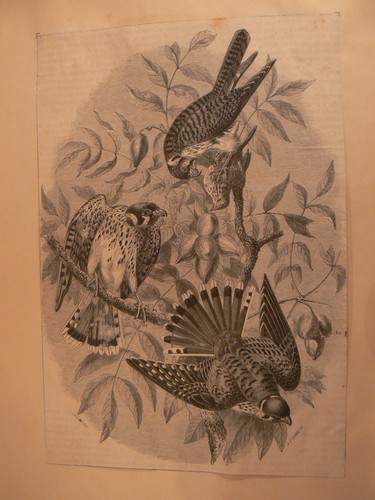 Ancienne lithographie tiree - ancienne,