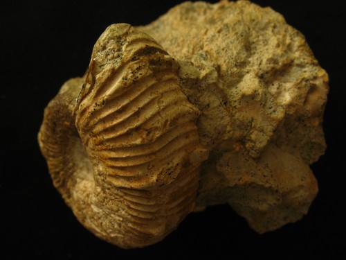 Ammonite barrémien - ammonite, du